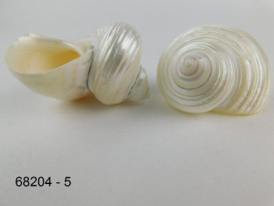 Sud Arca Snc SILVERMOUTH PEARL 1/4
