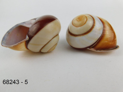 Sud Arca Snc LANDSNAIL HELICOSTYLA NORRISI