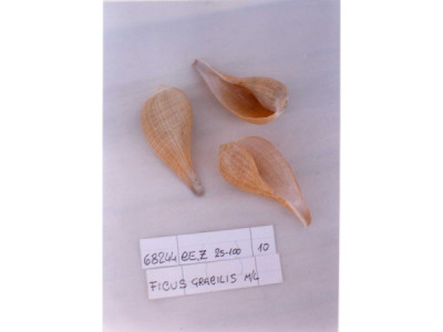 Sud Arca Snc FICUS GRACILIS M/L