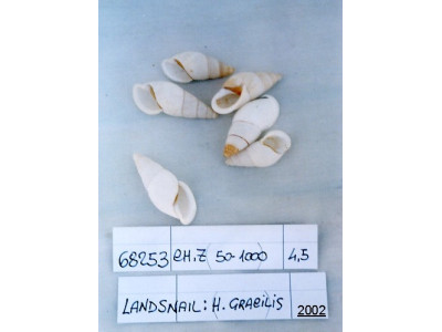 Sud Arca Snc LANDSNAIL HELICOSTYLA GRACILIS