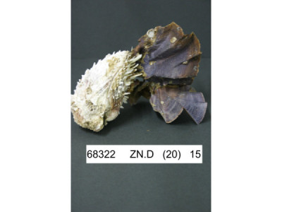 Sud Arca Snc LOPHA CRISTAGALLI GR.