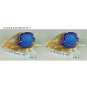CONCHIGLIA LAMBIS C/PESCE LOC.