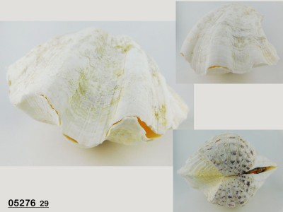 Sud Arca Snc TRIDACNA