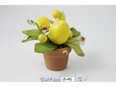 PIANTINA LIMONI C/VASO