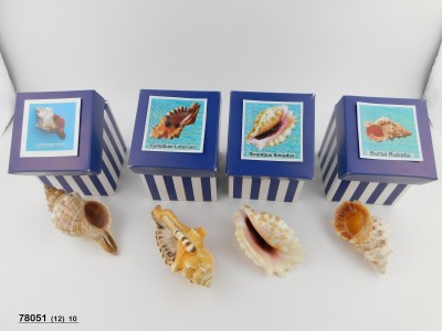 SCATOLA CONCHIGLIA ASS.GR.