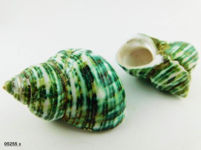 CONCHIGLIA TURBO SPARVIERUS