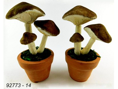 PIANTINA FUNGHI C/VASO 14