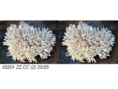 Sud Arca Snc MADREPORA BIRDNEST SERIATOPORA