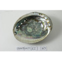 HALIOTIS VERDE GREZZA MED.
