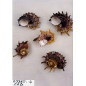 CONCHIGLIA ANGARIA IMPERIALIS