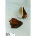 MELONGENA PAULA 8-10
