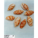 VOLUTA VESPERTILLO