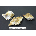 CONCHIGLIA BURSA RANA 3-4"
