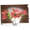 STELLA NATALE 1 FIORE